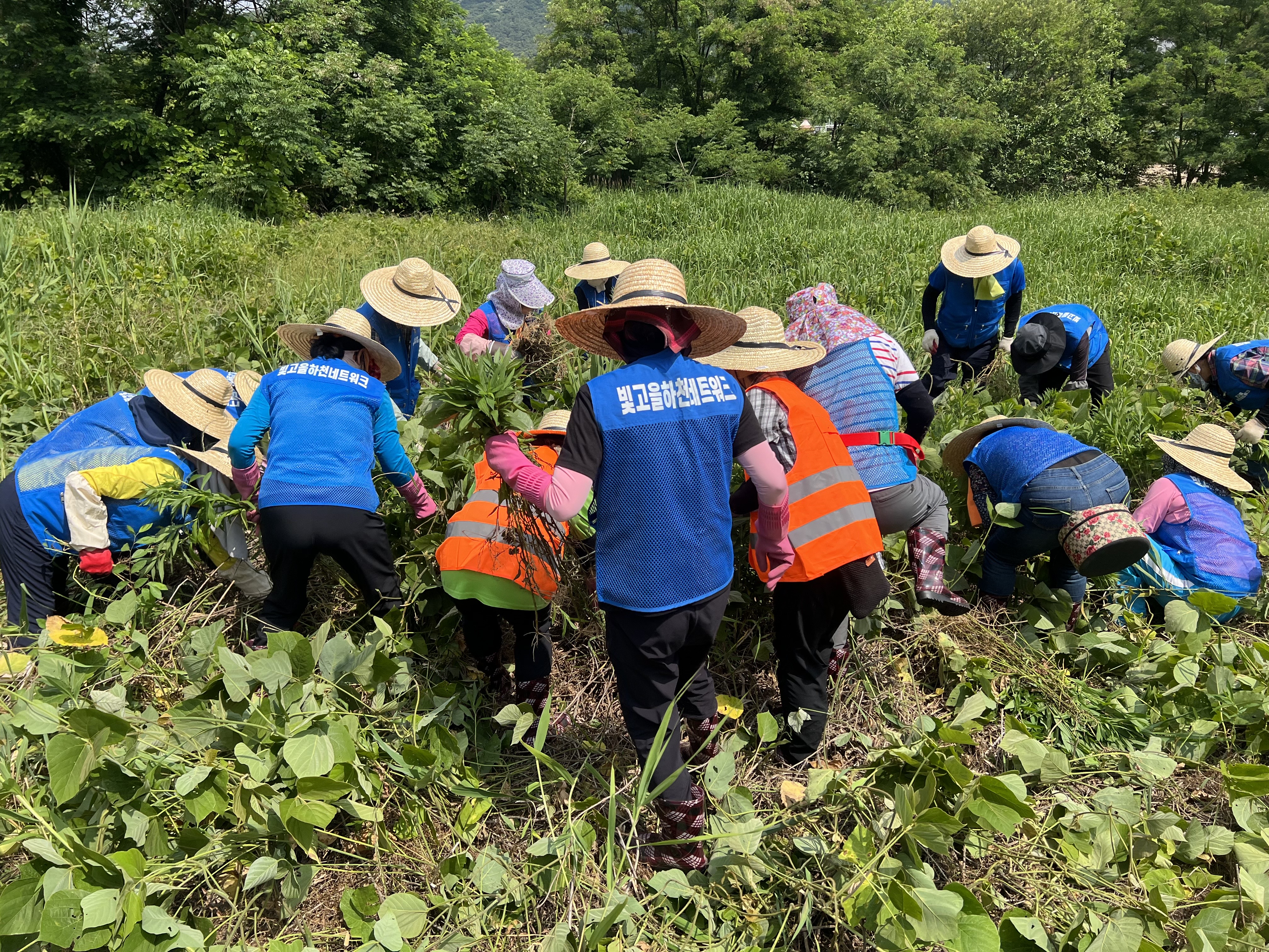 교란식물퇴치 작업